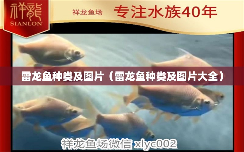 雷龙鱼种类及图片（雷龙鱼种类及图片大全） 广州龙鱼批发市场