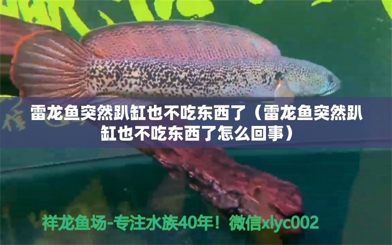 雷龙鱼突然趴缸也不吃东西了（雷龙鱼突然趴缸也不吃东西了怎么回事） 广州龙鱼批发市场