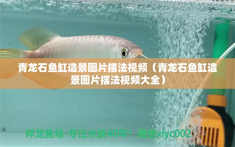青龙石鱼缸造景图片摆法视频（青龙石鱼缸造景图片摆法视频大全） 观赏鱼市场（混养鱼）