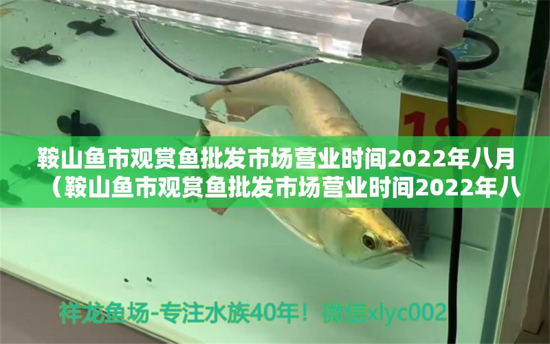 鞍山鱼市观赏鱼批发市场营业时间2022年八月（鞍山鱼市观赏鱼批发市场营业时间2022年八月）