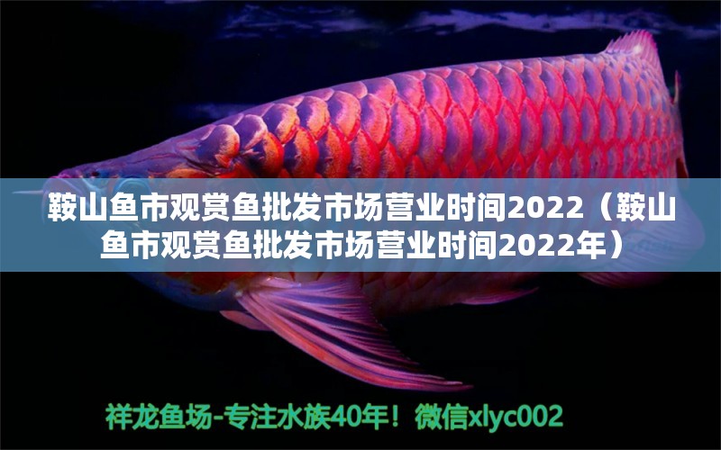 鞍山鱼市观赏鱼批发市场营业时间2022（鞍山鱼市观赏鱼批发市场营业时间2022年） 观赏鱼批发