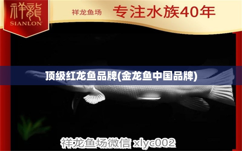顶级红龙鱼品牌(金龙鱼中国品牌) 白子银龙鱼苗