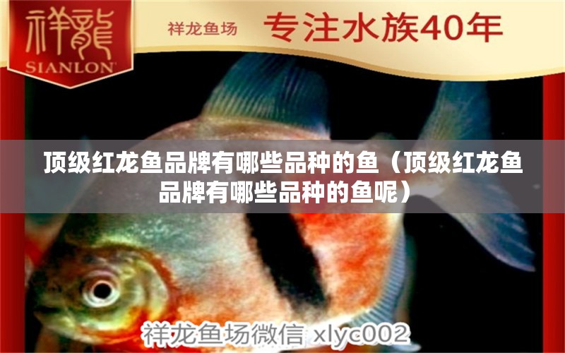 顶级红龙鱼品牌有哪些品种的鱼（顶级红龙鱼品牌有哪些品种的鱼呢）