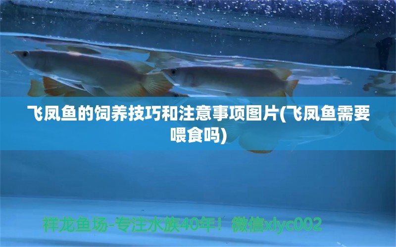 飞凤鱼的饲养技巧和注意事项图片(飞凤鱼需要喂食吗) 飞凤鱼