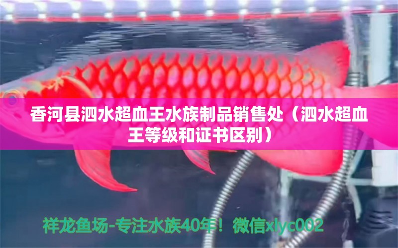 香河县泗水超血王水族制品销售处（泗水超血王等级和证书区别） 泗水龙鱼