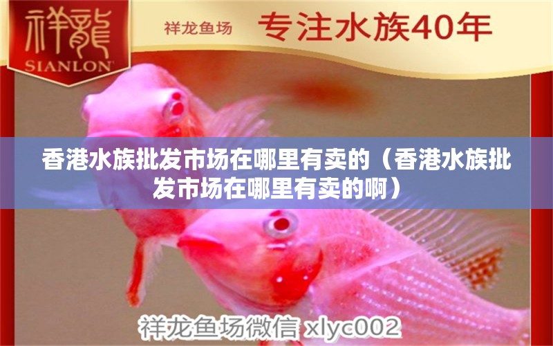 香港水族批发市场在哪里有卖的（香港水族批发市场在哪里有卖的啊） 观赏鱼水族批发市场