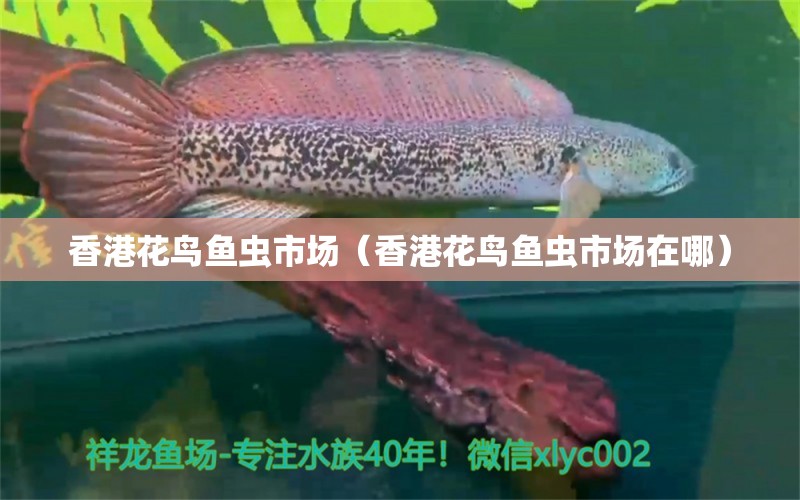 香港花鸟鱼虫市场（香港花鸟鱼虫市场在哪） 翡翠凤凰鱼