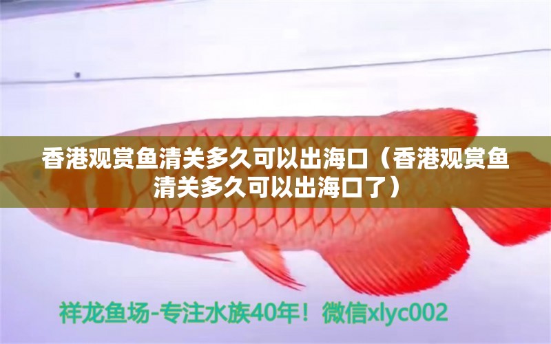 香港观赏鱼清关多久可以出海口（香港观赏鱼清关多久可以出海口了） 祥龙水族医院