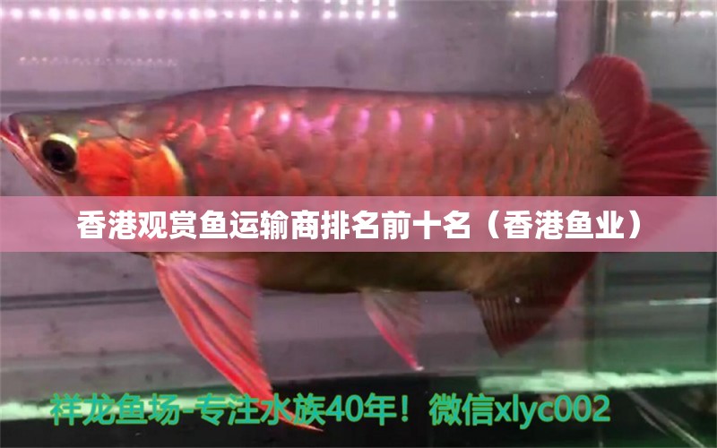 香港观赏鱼运输商排名前十名（香港鱼业）
