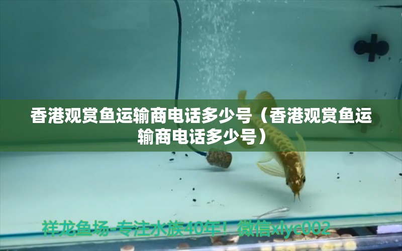 香港观赏鱼运输商电话多少号（香港观赏鱼运输商电话多少号） 祥龙水族医院