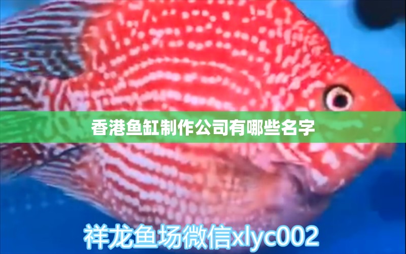 香港鱼缸制作公司有哪些名字 祥龙鱼场