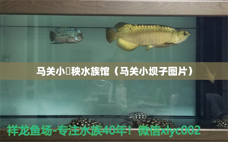 马关小槑秧水族馆（马关小坝子图片） 全国水族馆企业名录
