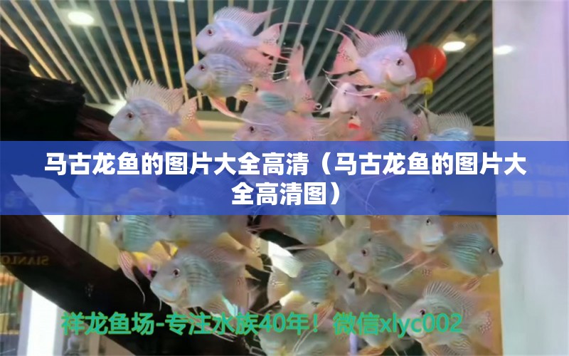 马古龙鱼的图片大全高清（马古龙鱼的图片大全高清图） 广州龙鱼批发市场