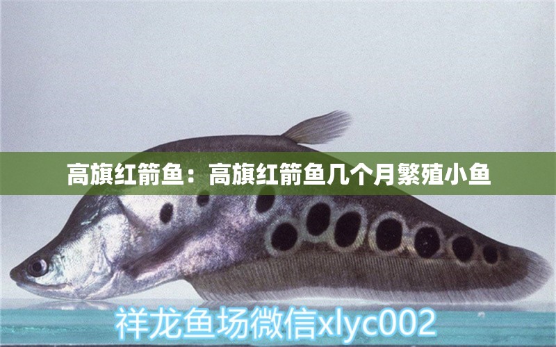 高旗红箭鱼：高旗红箭鱼几个月繁殖小鱼