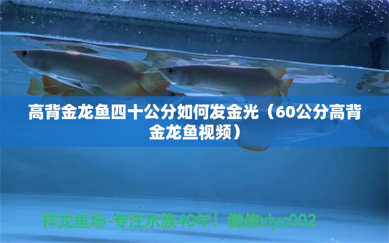 高背金龙鱼四十公分如何发金光（60公分高背金龙鱼视频） 申古银版鱼