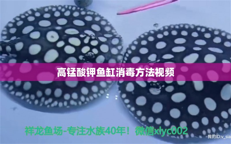 高锰酸钾鱼缸消毒方法视频