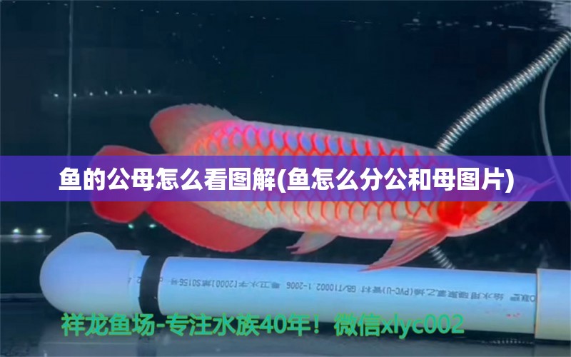 鱼的公母怎么看图解(鱼怎么分公和母图片) 元宝凤凰鱼专用鱼粮