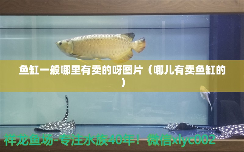鱼缸一般哪里有卖的呀图片（哪儿有卖鱼缸的） 广州观赏鱼批发市场
