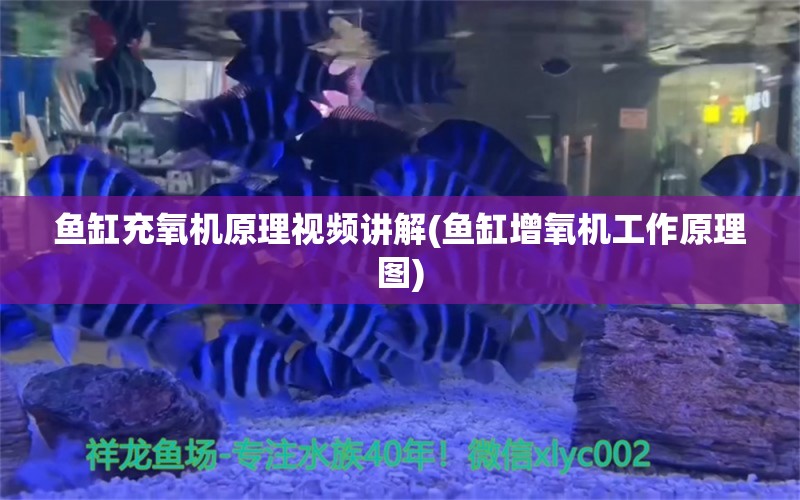 鱼缸充氧机原理视频讲解(鱼缸增氧机工作原理图)