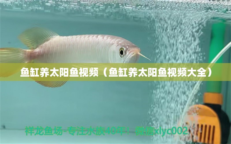 鱼缸养太阳鱼视频（鱼缸养太阳鱼视频大全）