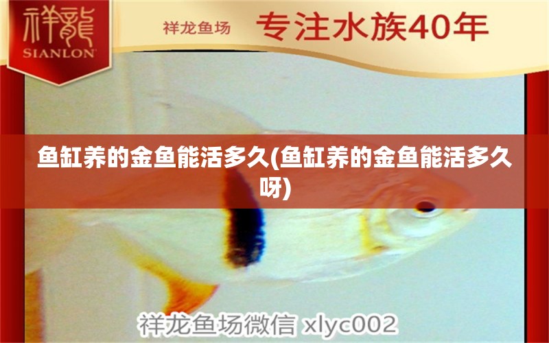 鱼缸养的金鱼能活多久(鱼缸养的金鱼能活多久呀) 定时器/自控系统