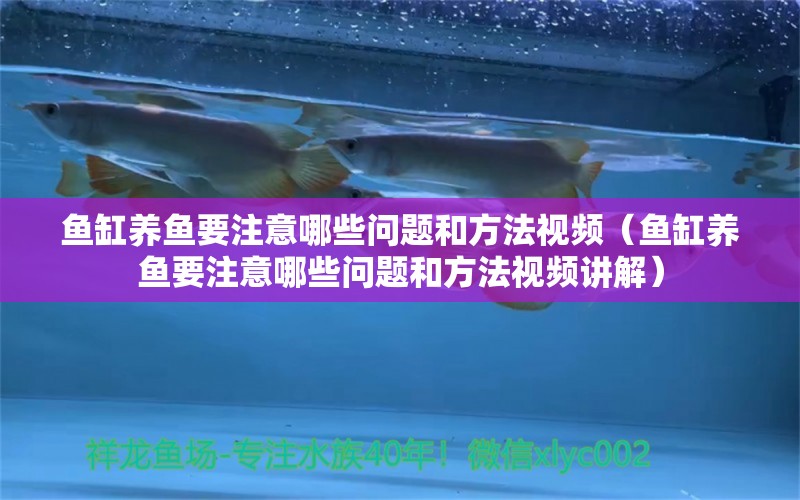 鱼缸养鱼要注意哪些问题和方法视频（鱼缸养鱼要注意哪些问题和方法视频讲解）