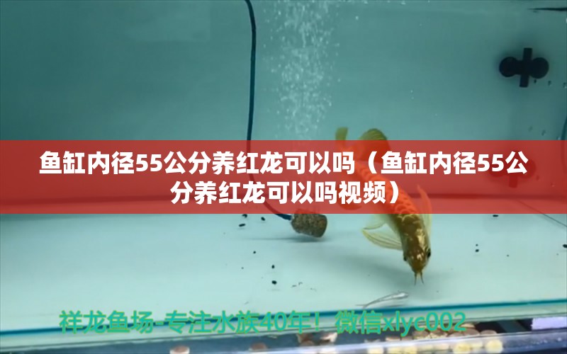 鱼缸内径55公分养红龙可以吗（鱼缸内径55公分养红龙可以吗视频） 祥龙水族医院