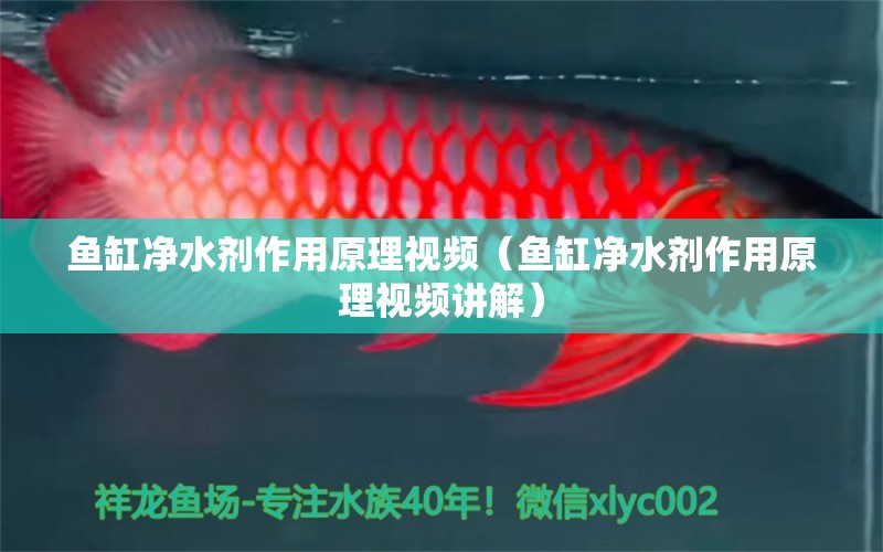 鱼缸净水剂作用原理视频（鱼缸净水剂作用原理视频讲解） 量子养鱼技术