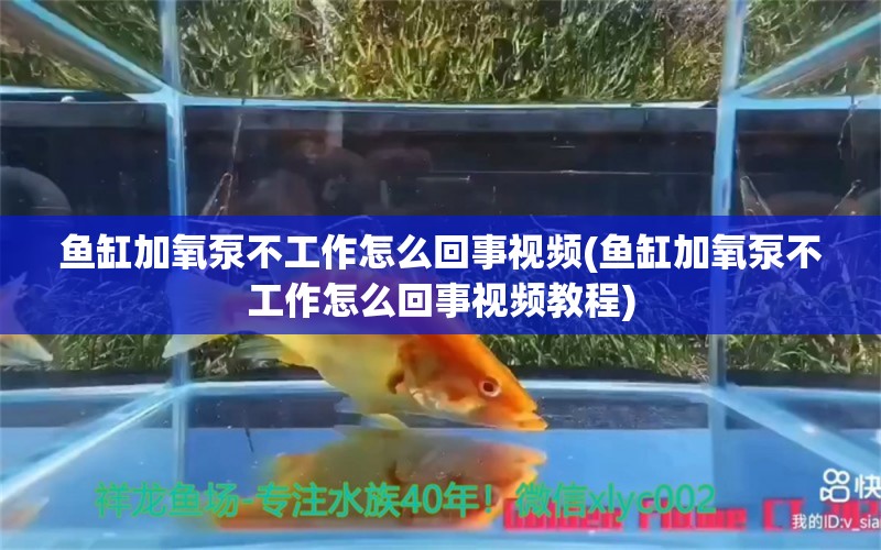 鱼缸加氧泵不工作怎么回事视频(鱼缸加氧泵不工作怎么回事视频教程) 萨伊蓝鱼