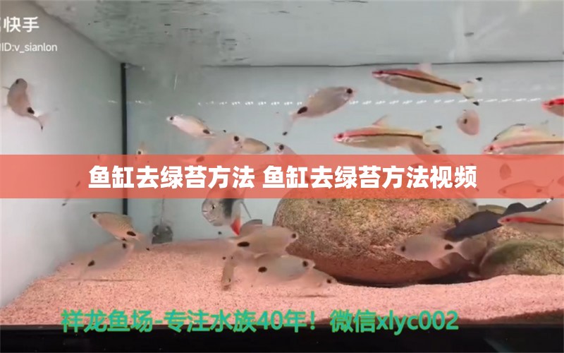 鱼缸去绿苔方法 鱼缸去绿苔方法视频