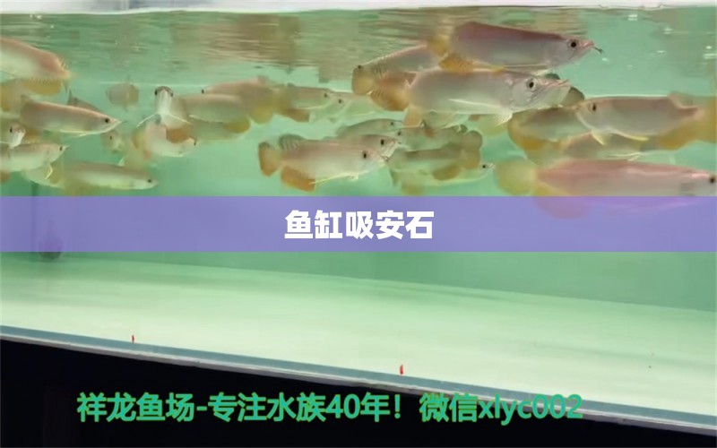 鱼缸吸安石 广州水族器材滤材批发市场