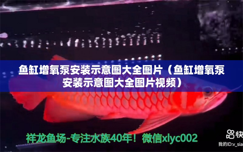 鱼缸增氧泵安装示意图大全图片（鱼缸增氧泵安装示意图大全图片视频） 观赏鱼市场（混养鱼）