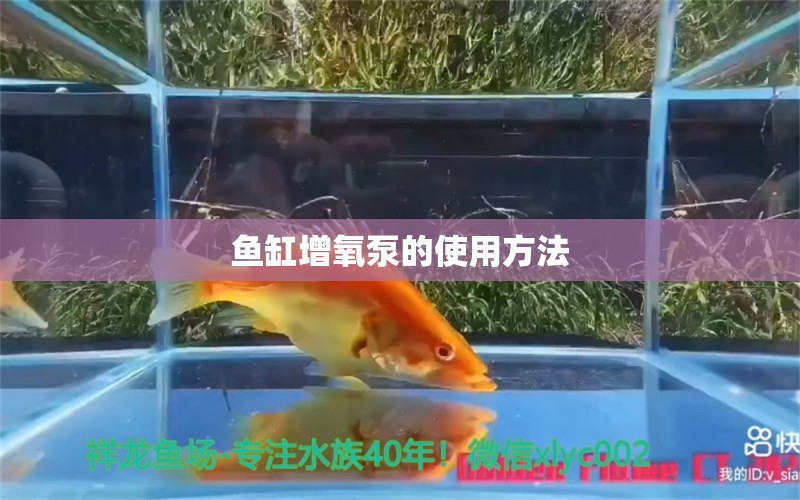 鱼缸增氧泵的使用方法 观赏鱼