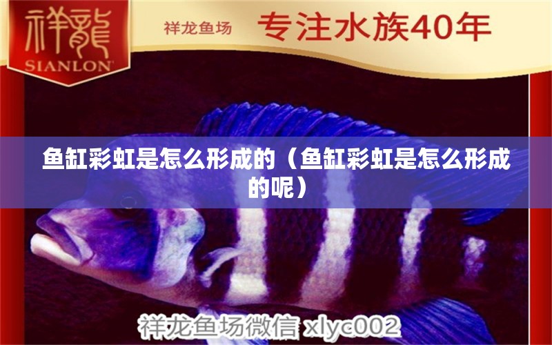 鱼缸彩虹是怎么形成的（鱼缸彩虹是怎么形成的呢） 广州观赏鱼鱼苗批发市场