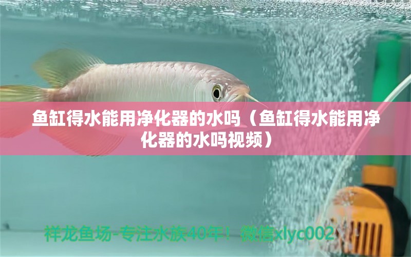 鱼缸得水能用净化器的水吗（鱼缸得水能用净化器的水吗视频） 其他品牌鱼缸