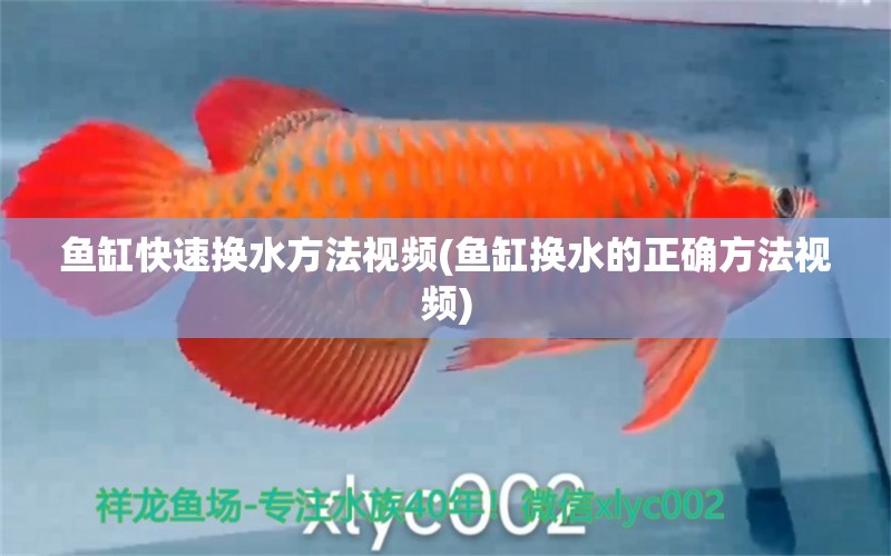 鱼缸快速换水方法视频(鱼缸换水的正确方法视频) 梦幻雷龙鱼
