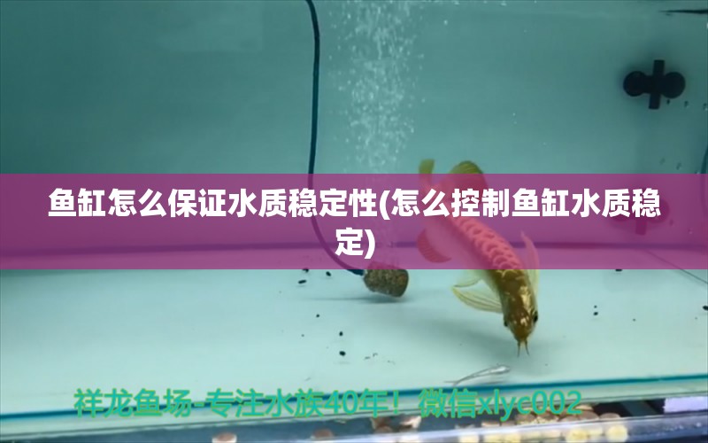 鱼缸怎么保证水质稳定性(怎么控制鱼缸水质稳定) 战车红龙鱼