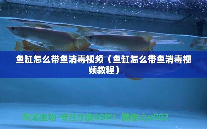 鱼缸怎么带鱼消毒视频（鱼缸怎么带鱼消毒视频教程）