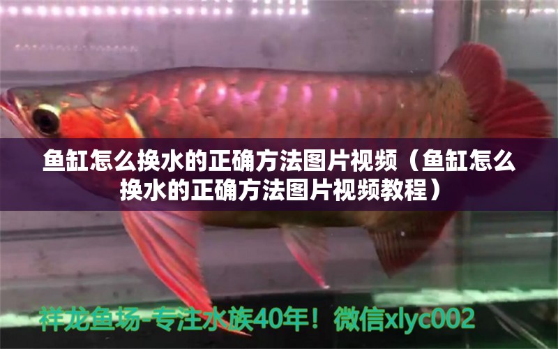 鱼缸怎么换水的正确方法图片视频（鱼缸怎么换水的正确方法图片视频教程） 观赏鱼市场（混养鱼）