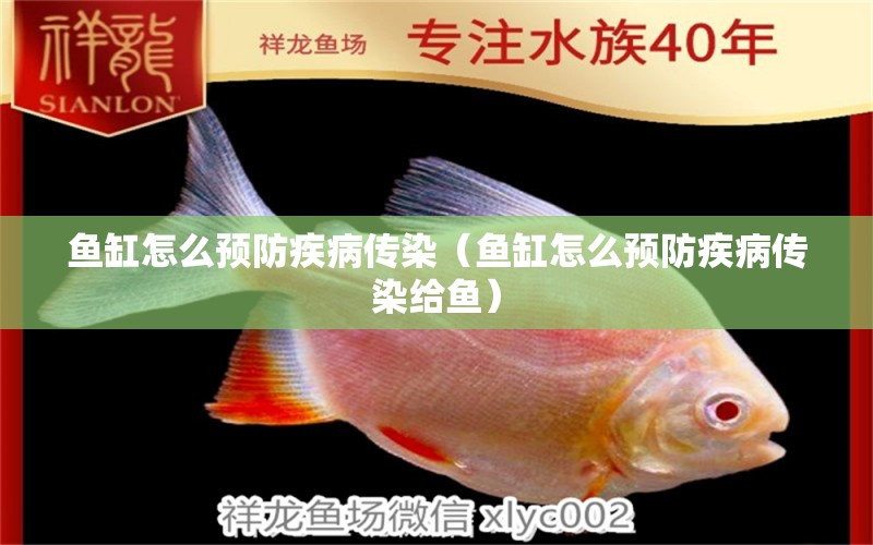 鱼缸怎么预防疾病传染（鱼缸怎么预防疾病传染给鱼） 广州观赏鱼鱼苗批发市场