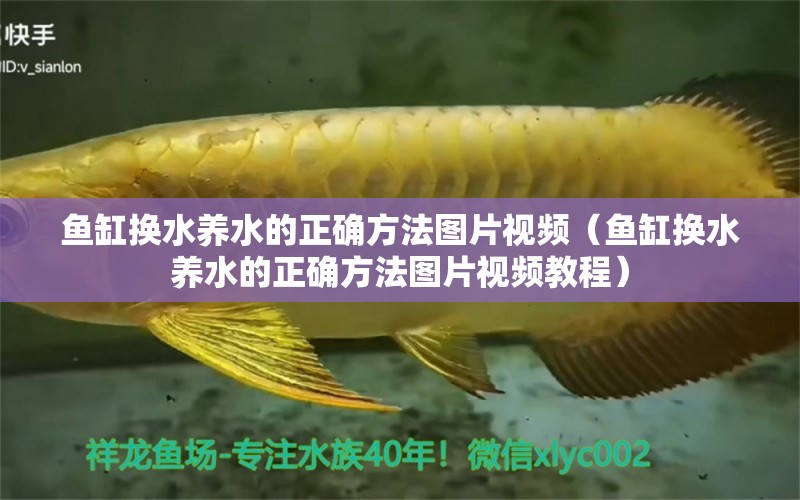 鱼缸换水养水的正确方法图片视频（鱼缸换水养水的正确方法图片视频教程）