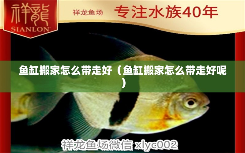 鱼缸搬家怎么带走好（鱼缸搬家怎么带走好呢） 广州观赏鱼鱼苗批发市场