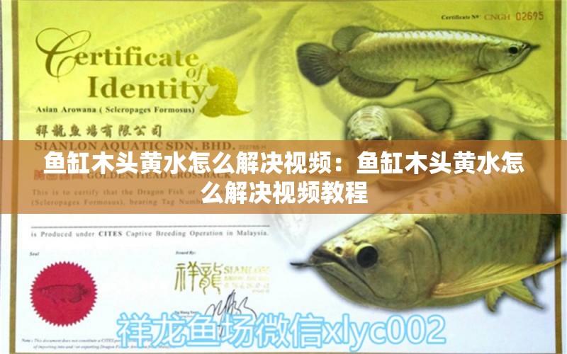 鱼缸木头黄水怎么解决视频：鱼缸木头黄水怎么解决视频教程 观赏鱼市场（混养鱼）