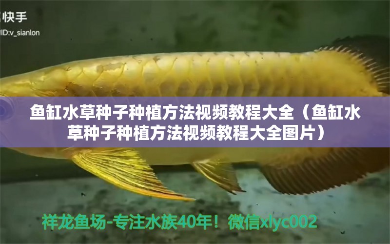鱼缸水草种子种植方法视频教程大全（鱼缸水草种子种植方法视频教程大全图片）