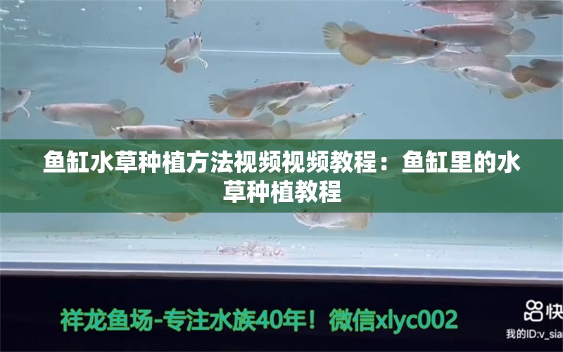 鱼缸水草种植方法视频视频教程：鱼缸里的水草种植教程