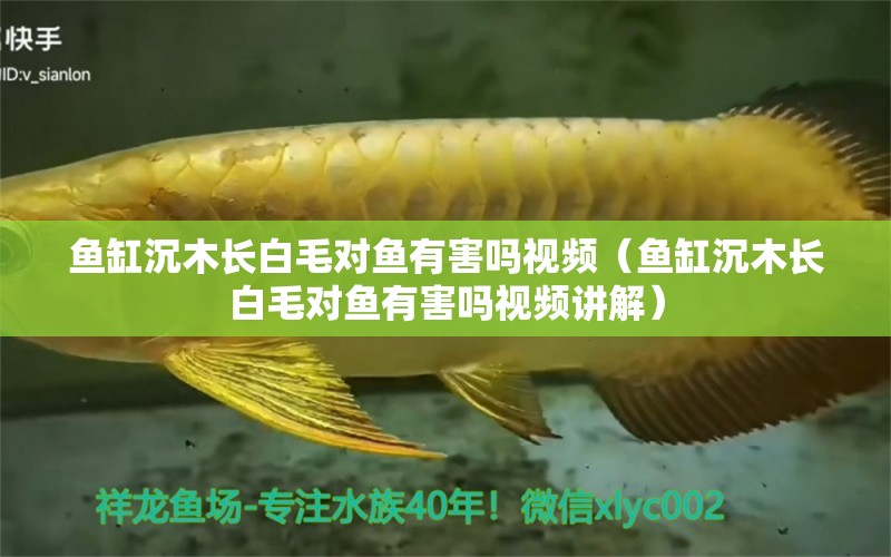 鱼缸沉木长白毛对鱼有害吗视频（鱼缸沉木长白毛对鱼有害吗视频讲解）
