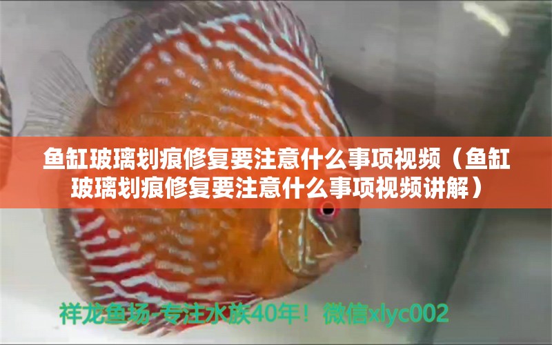 鱼缸玻璃划痕修复要注意什么事项视频（鱼缸玻璃划痕修复要注意什么事项视频讲解）