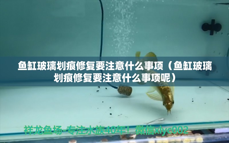 鱼缸玻璃划痕修复要注意什么事项（鱼缸玻璃划痕修复要注意什么事项呢）