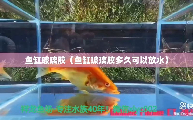 鱼缸玻璃胶（鱼缸玻璃胶多久可以放水）