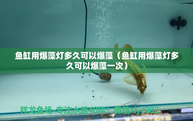 鱼缸用爆藻灯多久可以爆藻（鱼缸用爆藻灯多久可以爆藻一次）